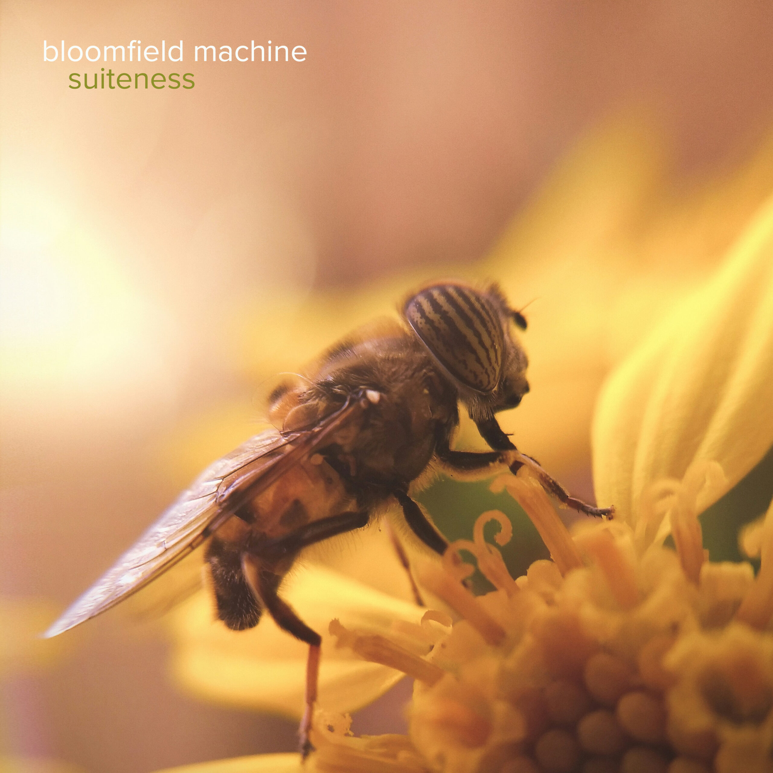 FEEL THE POWER OF MUSIC IN BLOOMFIELD MACHINE’S ALBUM “SUITENESS”